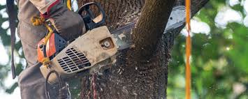 Best Tree Risk Assessment  in California, MD